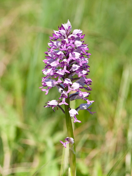 Ridder gogeurt.29maj2009_2267.jpg - Military Orchid (Orchis militáris) Ridder-gøgeurt, Sweden.