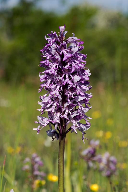 Ridder-gøgeurt.20170605_7676.jpg