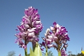 DSCN3086