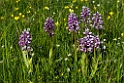 Ridder gøgeurt.20130605_3282
