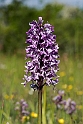 Ridder-gøgeurt.20170605_7676