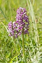 Riddergøgeurt_SWE5219