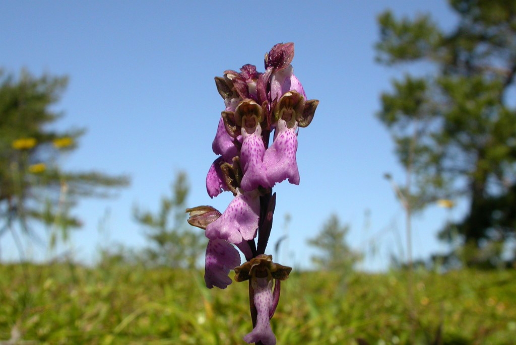DSCN3509.JPG - Spitzel's Orchid (Orchis spitzelii) Spitzels Gøgeurt, Gotland Sweden.