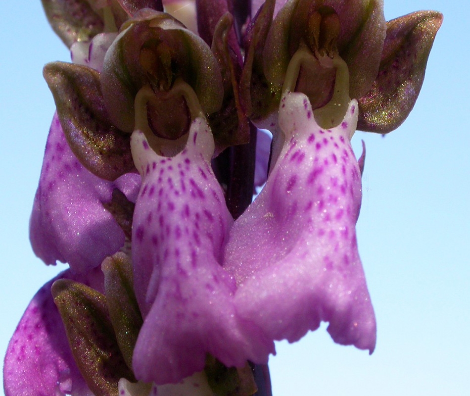 Spitzels gogeurt01.jpg - Spitzel's Orchid (Orchis spitzelii) Spitzels Gøgeurt, Gotland Sweden.