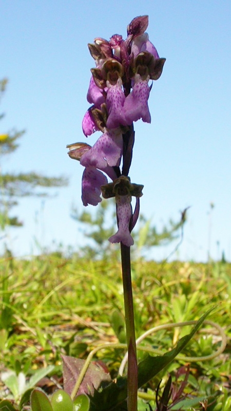 Spitzels gogeurt04.jpg - Spitzel's Orchid (Orchis spitzelii) Spitzels Gøgeurt, Gotland Sweden.