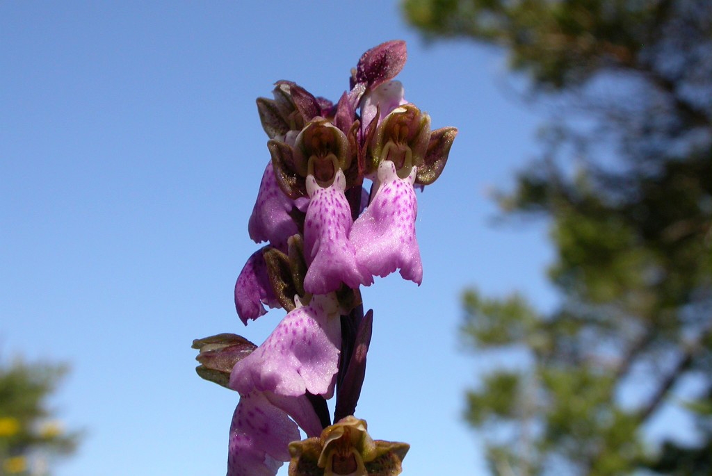 DSCN3511.JPG - Spitzel's Orchid (Orchis spitzelii) Spitzels Gøgeurt, Gotland Sweden.