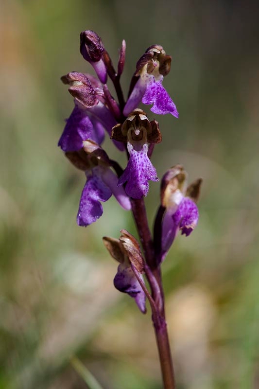 Spitzels Gøgeurt.201231maj_5141.jpg