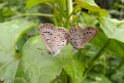 Butterflies.20100503_0905