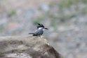 Crested Kingfisher.20100503_1154