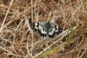 Galathea (Marbled White)_DSC7476