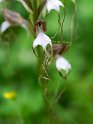 Himantoglossum comperianum_DSC7321