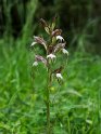 Himantoglossum comperianum_DSC7339