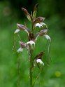 Himantoglossum comperianum_DSC7351