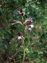 Himantoglossum comperianum_DSC7396