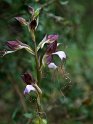 Himantoglossum comperianum_DSC7399