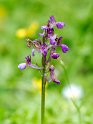 Orchis morio picta_DSC7377