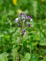 Orchis morio picta_DSC7393