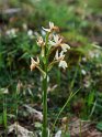 Orchis provincialis_DSC7435