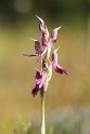 Orchis sancta_DSC6865