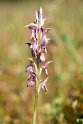 Orchis sancta_DSC6879