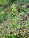 Platanthera holmboui_DSC7422