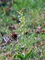 Platanthera_DSC7403