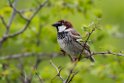 Spanish Sparrow.20170505_7090