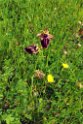 Ophrys sphegodes mammosa.20220504_095104