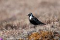 American Golden Plover.20120608_0846