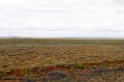 Strzelecki Track.20101030_1799