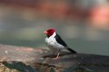 Yellow-billed Cardinal01-01
