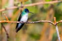 Andean Emerald.20160107.DSC9628