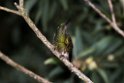 Buff-tailed Coronet.20160114_6732
