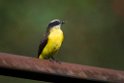 Rusty-margined Flycatcher.20160108_6949