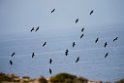 Eremit ibis.20160313_7224