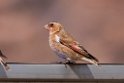 Karmosinfinke.20160314_7083
