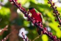 Collared Lori.202215nov_0007