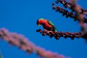 Collared Lori.202215nov_0032