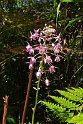 Fiji 2022 1119 Colo-I-Suva Forest Park