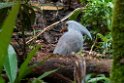 Kagu.202210nov_0085
