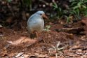 Kagu.202211nov_0099