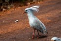 Kagu.202211nov_0144