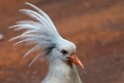 Kagu.202211nov_0147