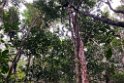 New Caledonia 2022 1109 Ouvéa Parakeet Forest 02