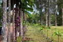 New Caledonia 2022 1111 Riviére Bleue 01
