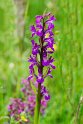 Dactylorhiza elata.20150609_4749