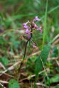 Dactylorhiza sp.20150611_4610