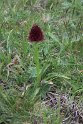 Nigritella gabasiana .20150604_5110