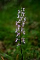 Orchis langei.20150609_4725