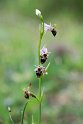 Orhrys scolopax.20150611_4620